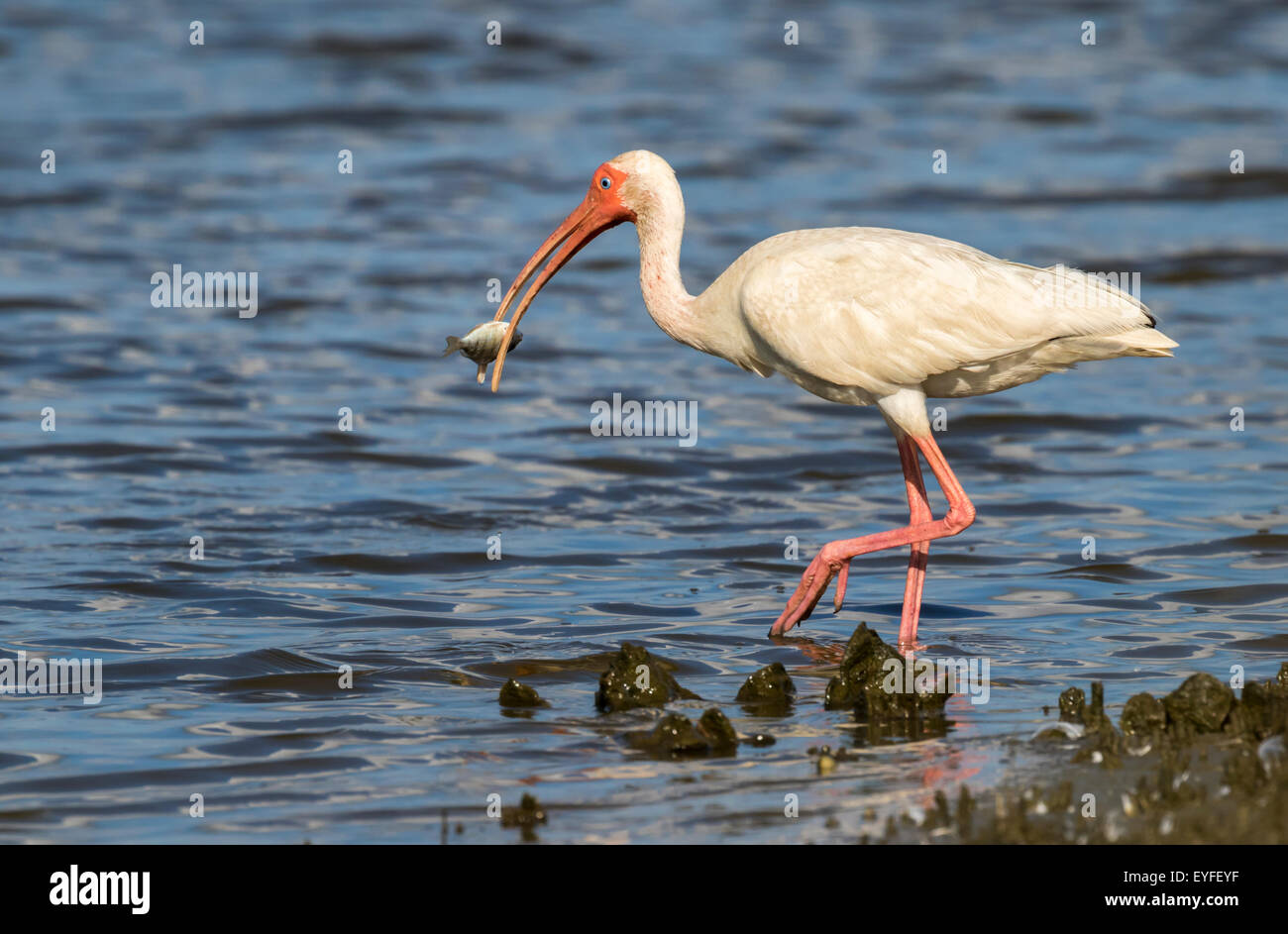 American Ibis blanc (Eudocimus albus) manger du poisson, Galveston, Texas, États-Unis. Banque D'Images