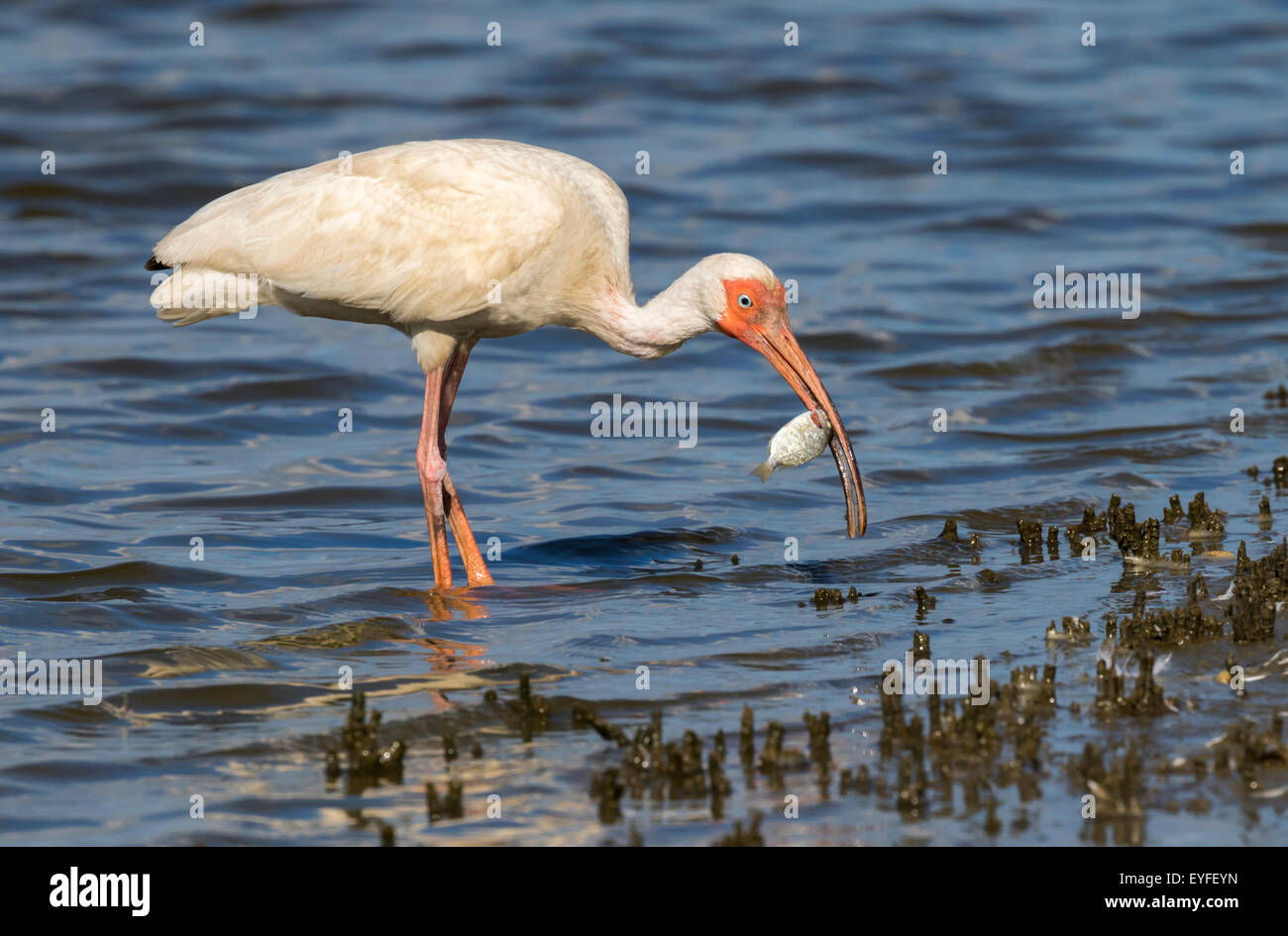American Ibis blanc (Eudocimus albus) manger du poisson, Galveston, Texas, États-Unis. Banque D'Images