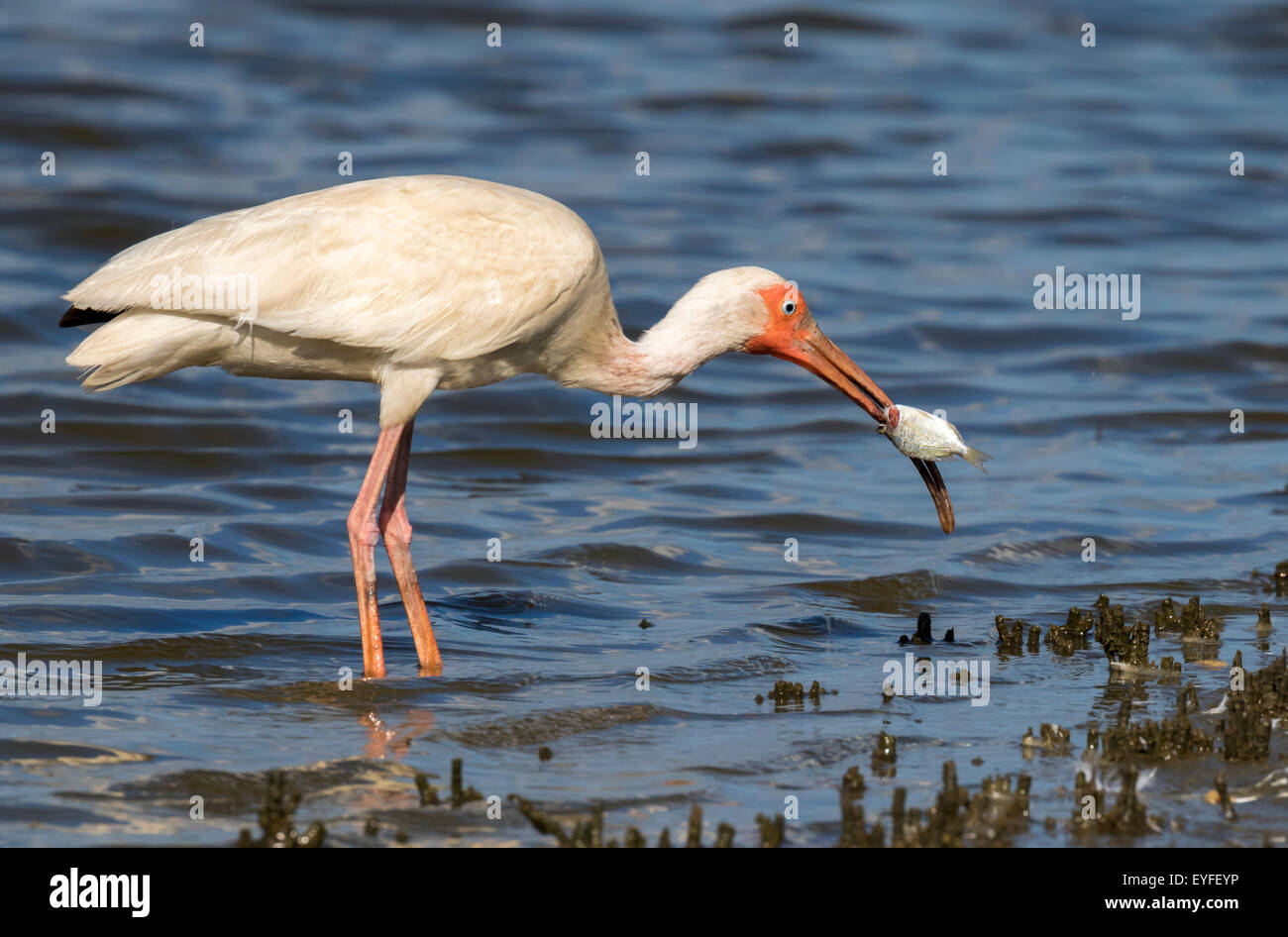 American Ibis blanc (Eudocimus albus) manger du poisson, Galveston, Texas, États-Unis. Banque D'Images