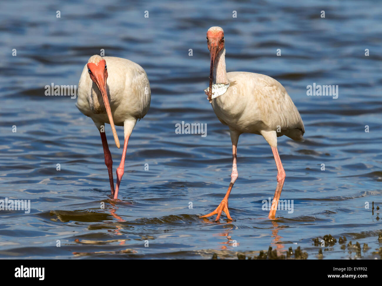 American Ibis blanc (Eudocimus albus) manger du poisson, Galveston, Texas, États-Unis. Banque D'Images