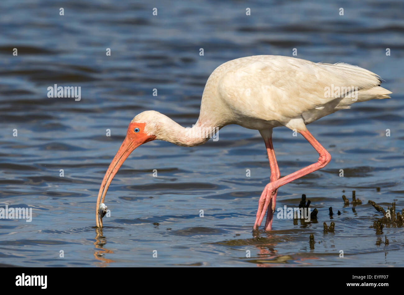 American Ibis blanc (Eudocimus albus) manger du poisson, Galveston, Texas, États-Unis. Banque D'Images