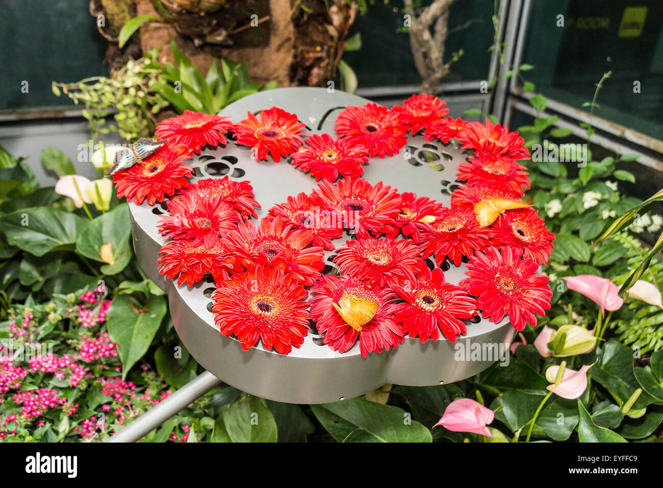 Papillon se nourrit du nectar des fleurs dans le Jardin des papillons à Changi, l'aéroport international de Singapour. Ce jardin, à l'aérogare 3, i Banque D'Images
