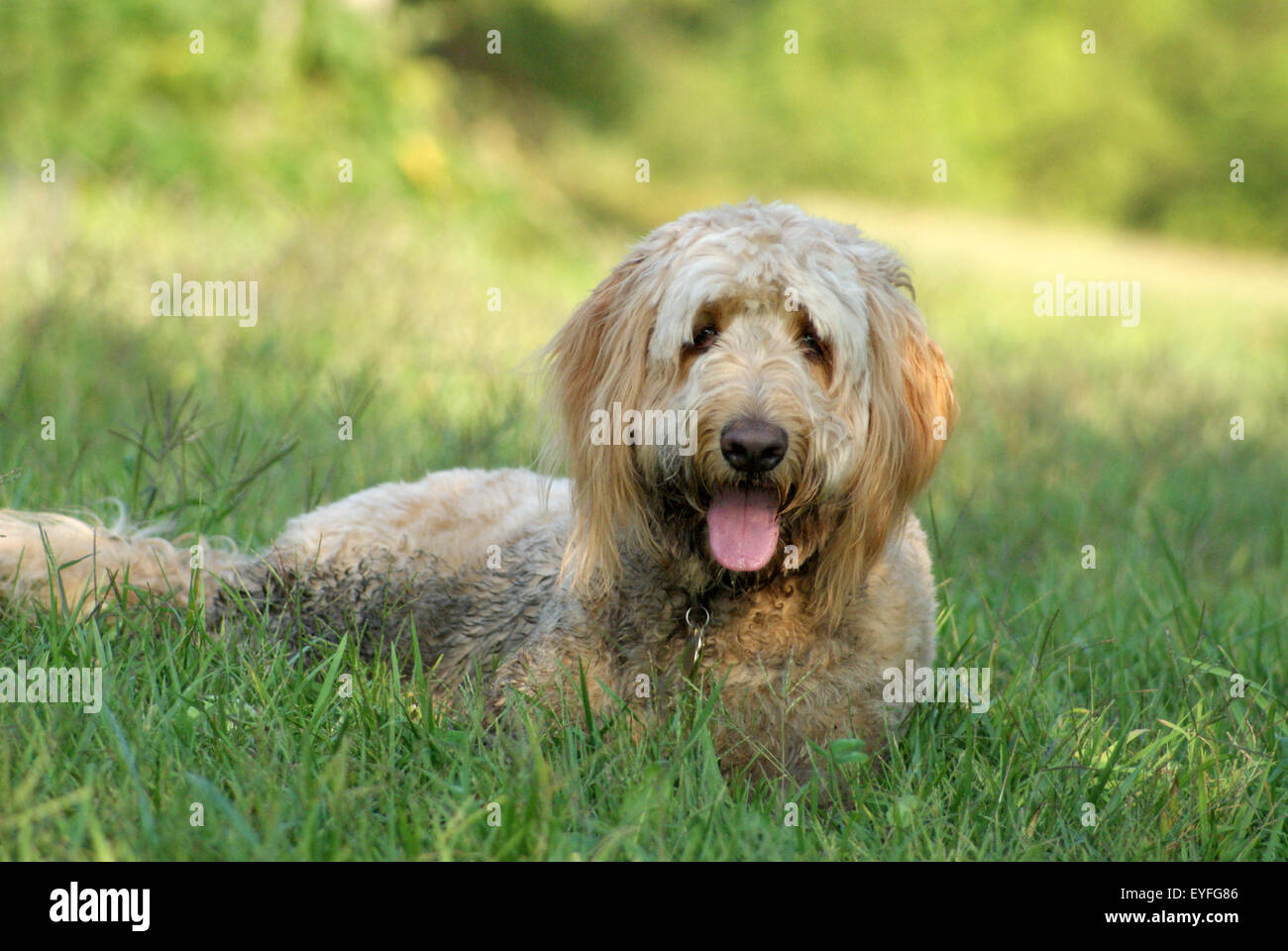 Un chien golden doodle allongé dans l'herbe un jour d'été, haletant Banque D'Images