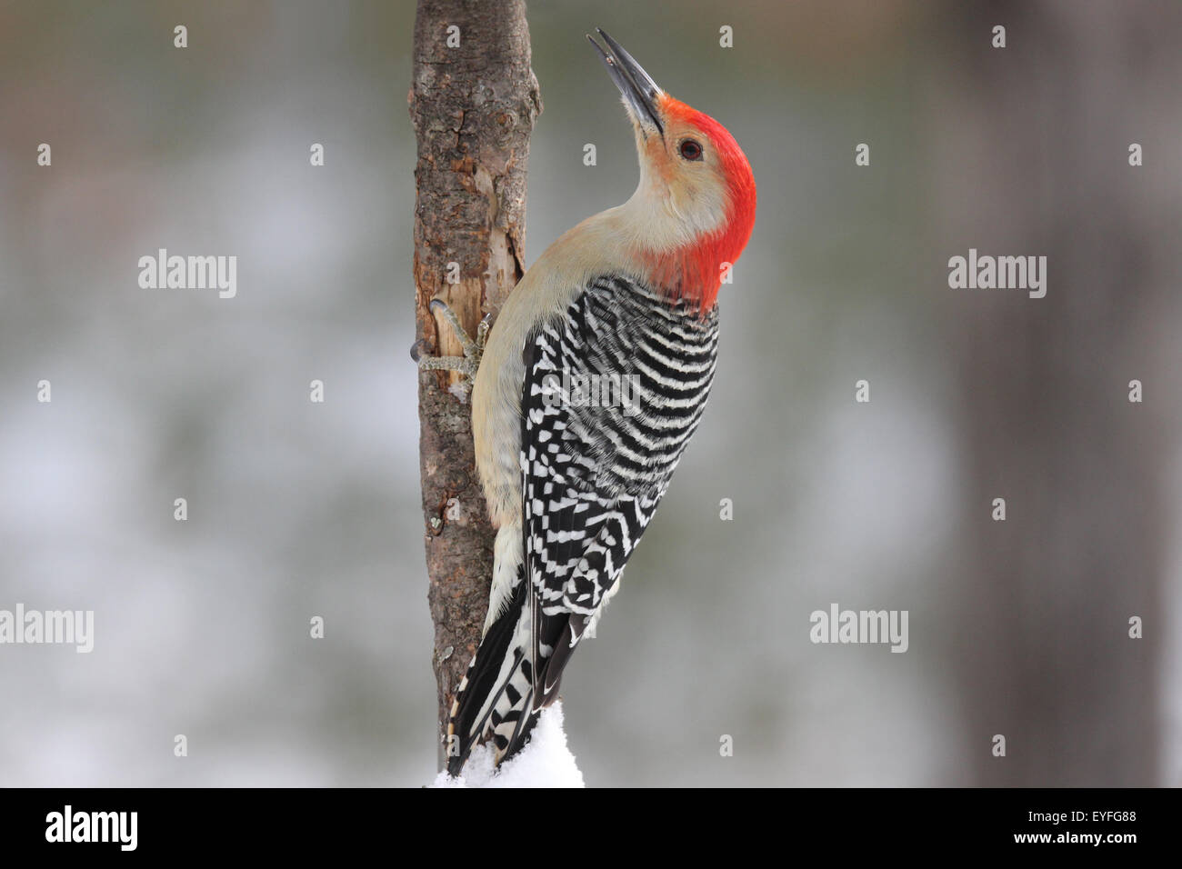 Un mâle, rouge à ventre roux (Melanerpes melanerpes) perché sur une branche en hiver Banque D'Images