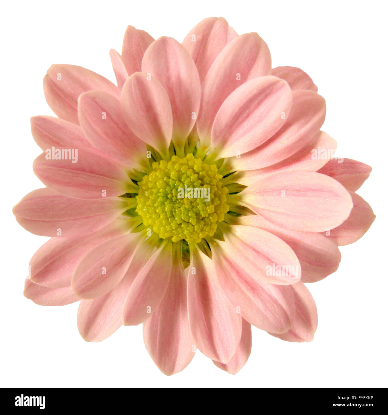 Daisy Rose isolé Banque D'Images