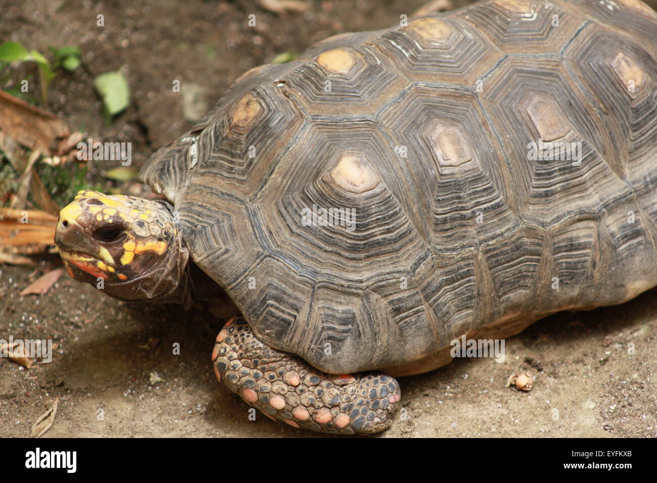 Tortue de terre Banque D'Images