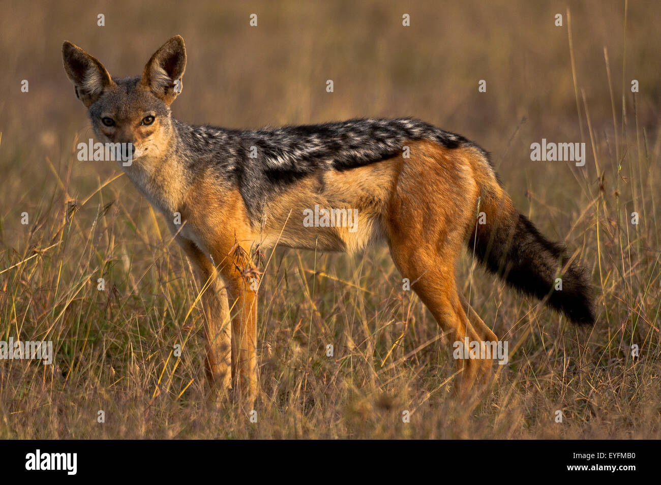 Jackal, Ol Pejeta Conservancy, Kenya Banque D'Images