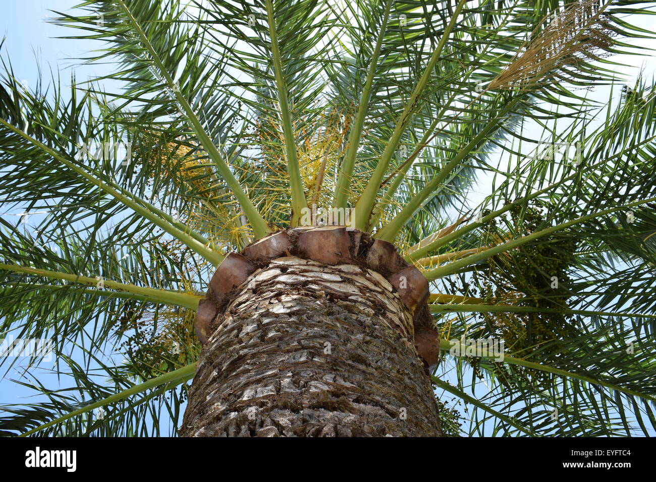 Palm tree trunk et les feuilles. Banque D'Images