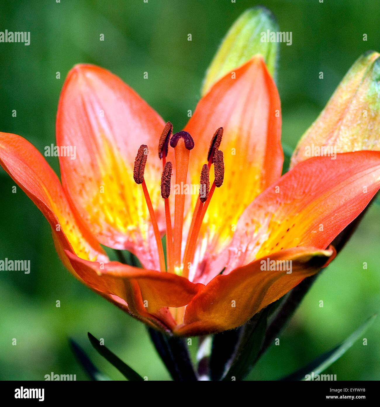 Feuerlilie Feuer-Lilie lilium bulbiferum ; ;, Banque D'Images