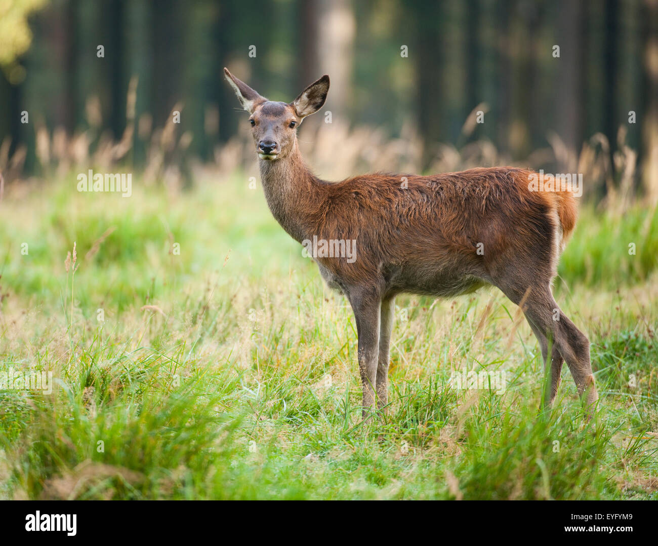Red Deer (Cervus elaphus), veau, captive, Saxe, Allemagne Banque D'Images