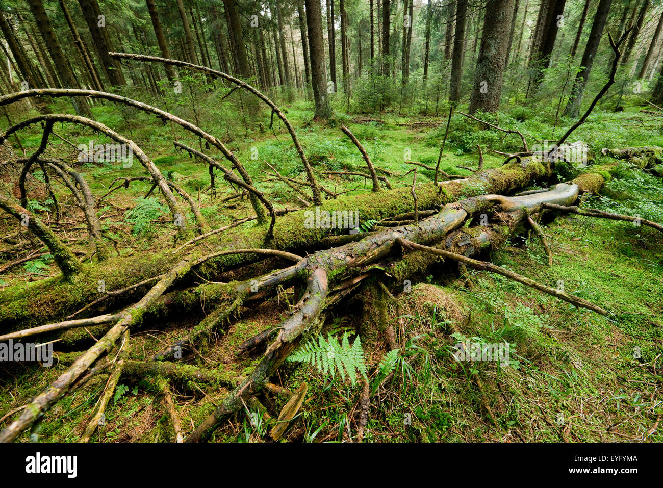 Le bois mort dans la forêt d'épinettes primitive, l'épinette de Norvège (Picea abies), Parc National de Harz, Basse-Saxe, Allemagne Banque D'Images