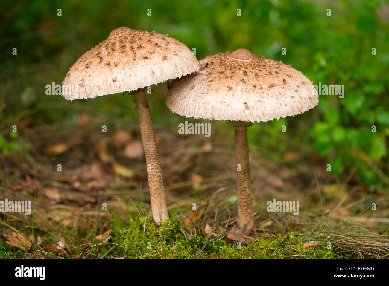 Parasol de champignons (Macrolepiota procera), Basse-Saxe, Allemagne Banque D'Images