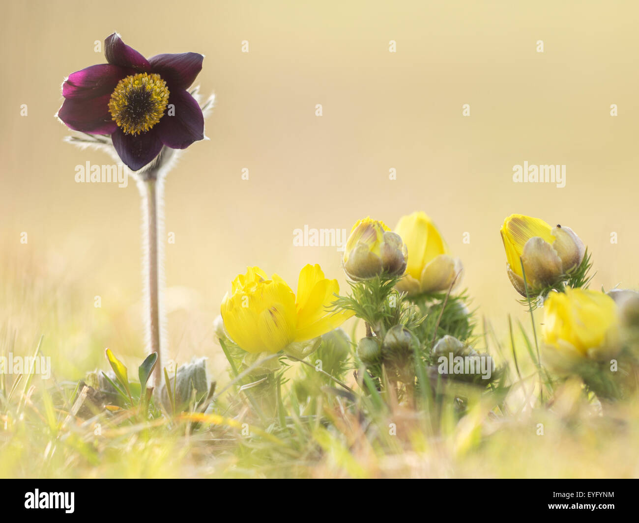 Petite anémone pulsatille (Pulsatilla pratensis subsp. Nigricans) et spring pheasant's eye (Adonis vernalis), Perchtolsdorfer Heide Banque D'Images