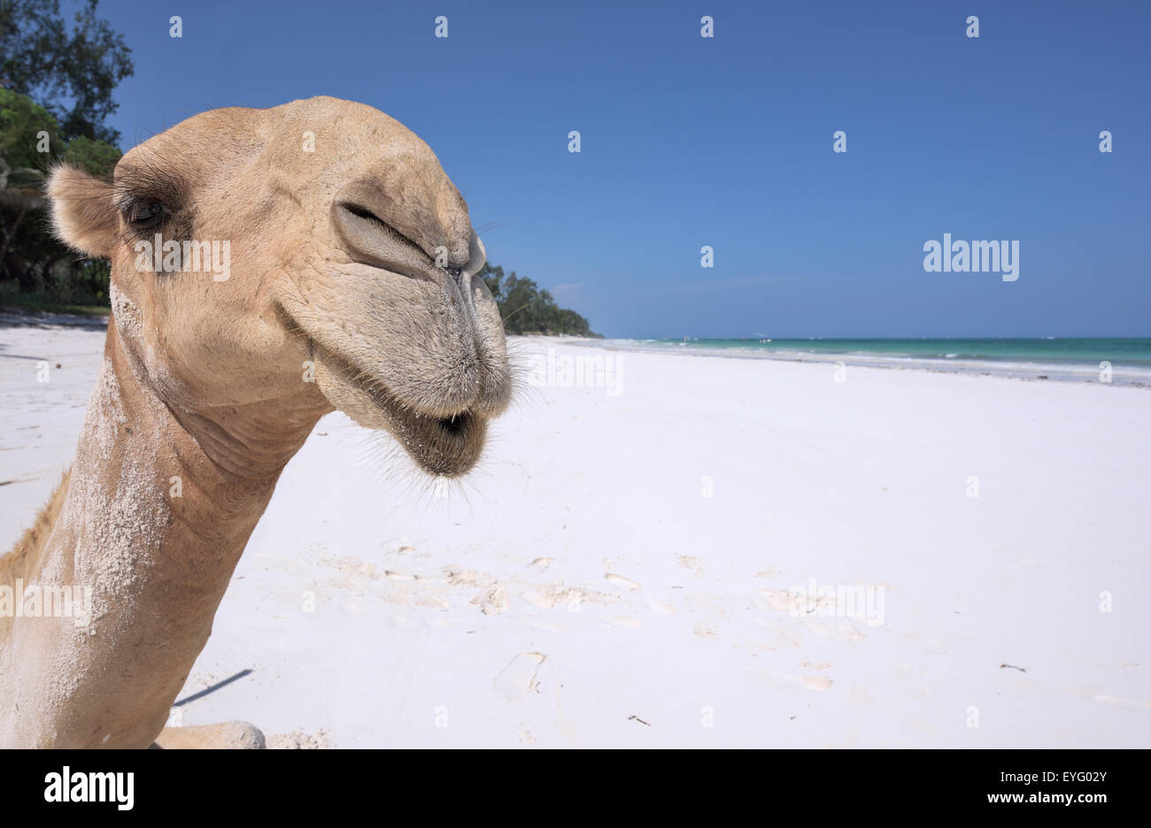 Le dromadaire ou chameau d'Arabie (Camelus dromedarius), portrait, Diani Beach, l'Océan Indien, l'Ukunda, Mombasa, Kenya Banque D'Images