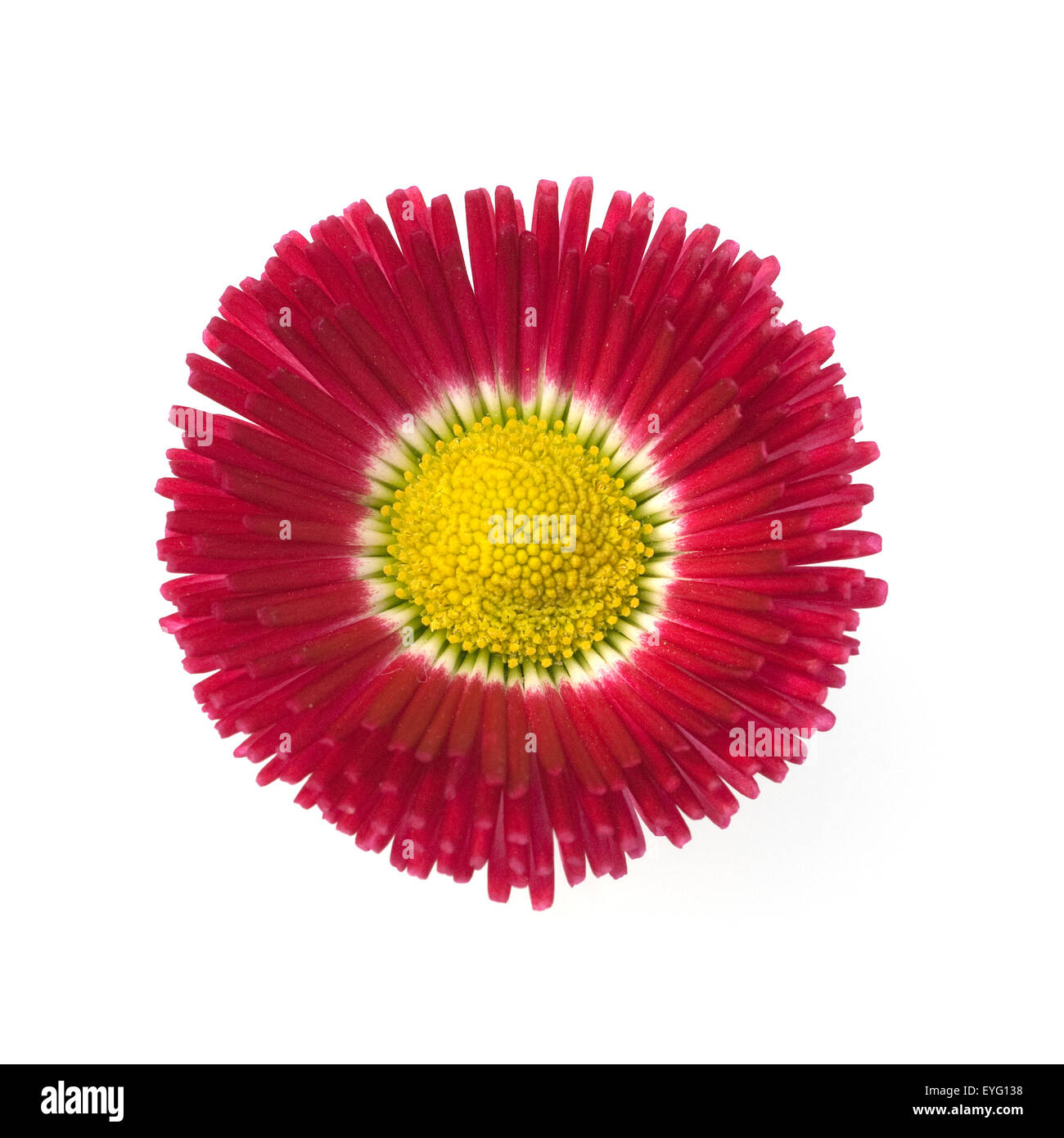 Gaensebluemchen Bellis perennis ; ; ; Banque D'Images