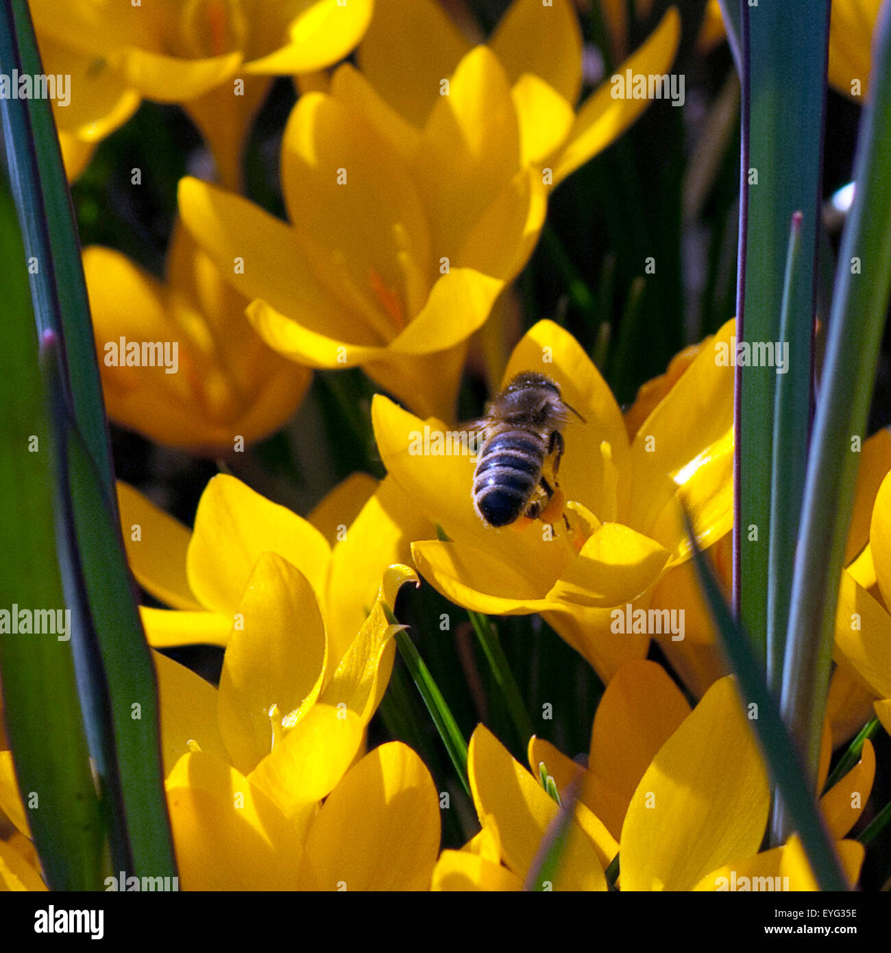 Goldbrokat-Krokus, Crocus, Banque D'Images