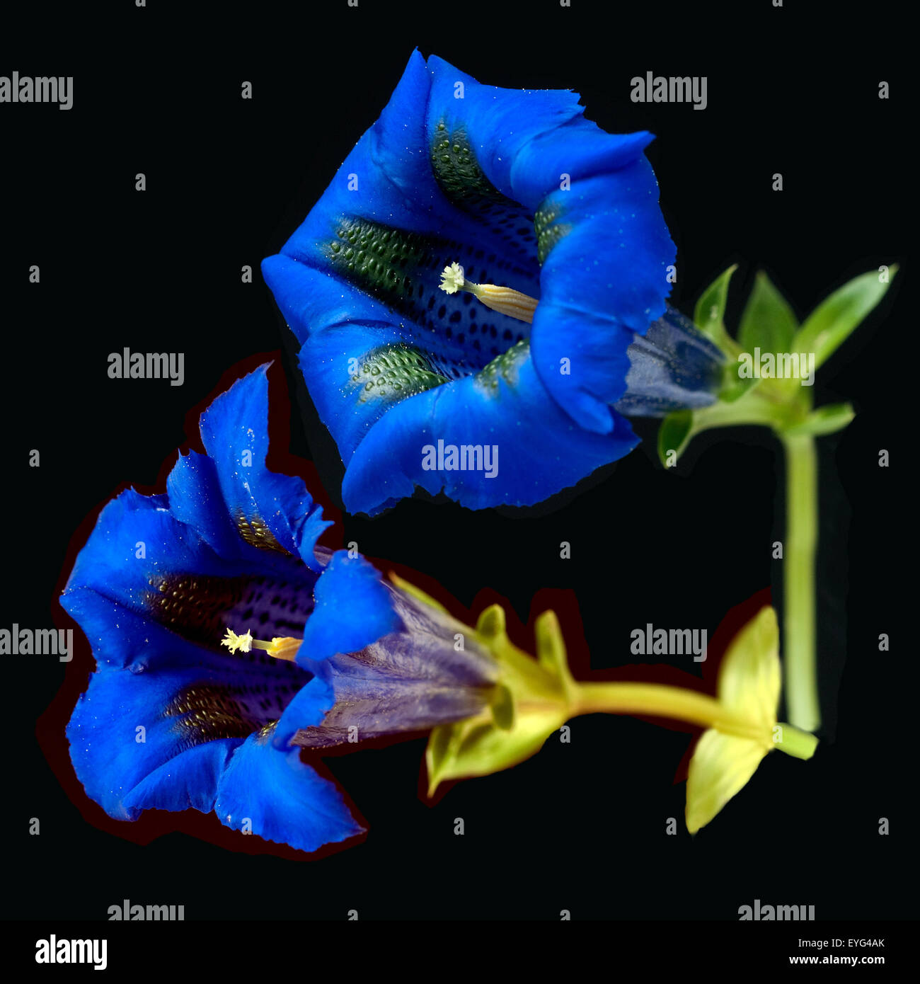 Gentiana acaulis Enzian ; ; ; Banque D'Images