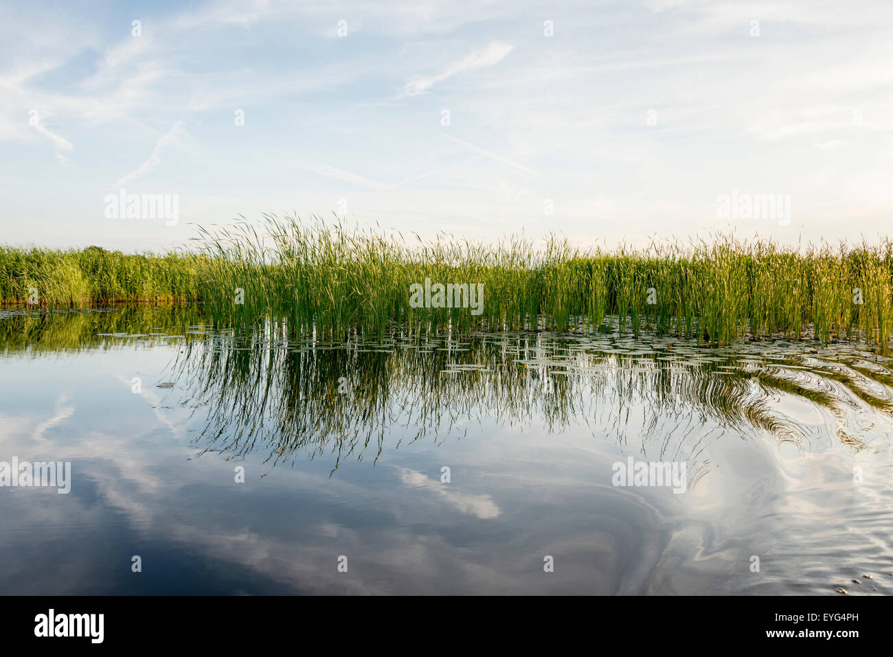 L'herbe verte avec de l'eau dans le lac bleu ciel d'été et au-dessus Banque D'Images