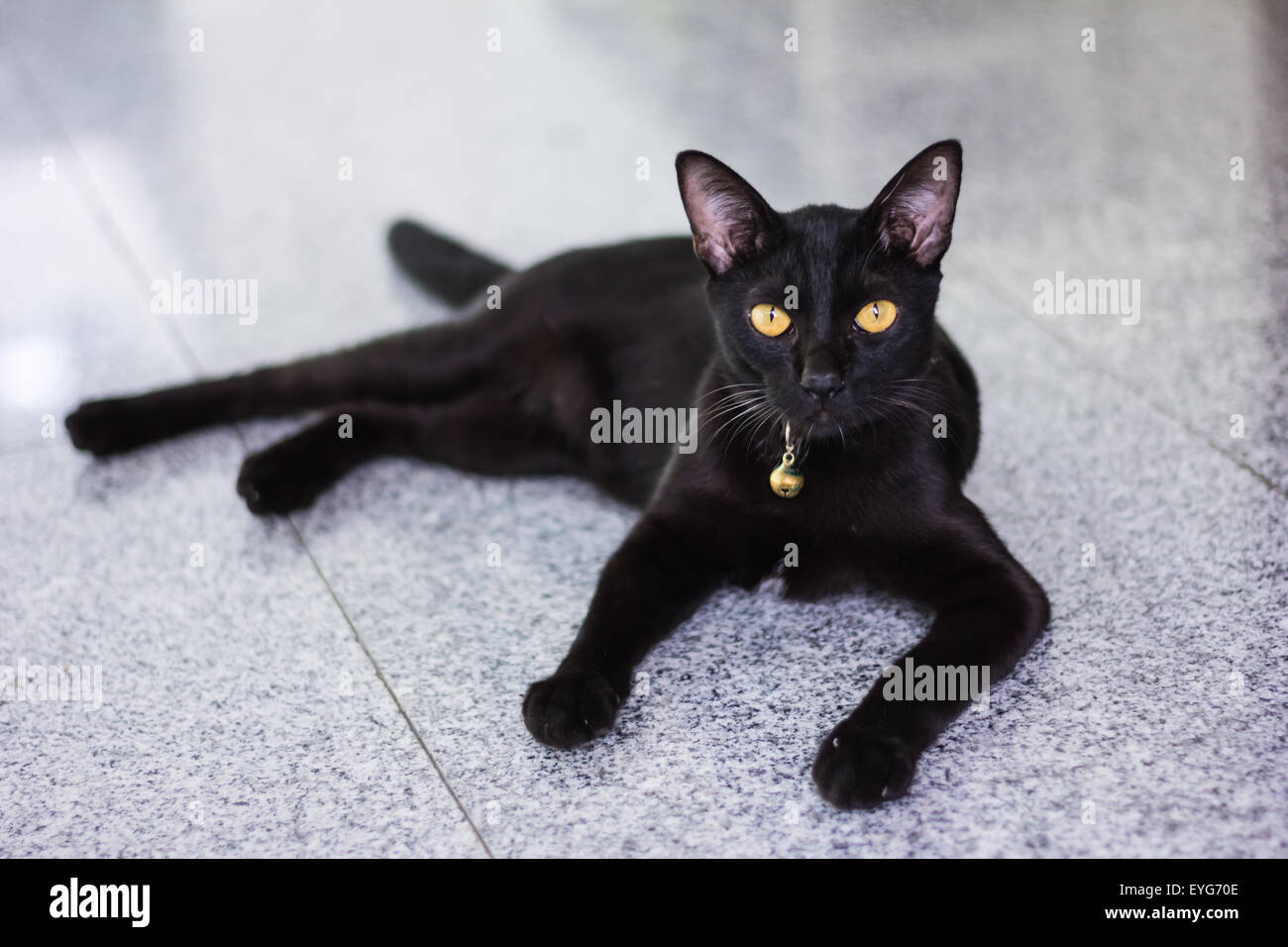 Chat mâle noir montrent de l'intérêt à l'appareil photo Banque D'Images