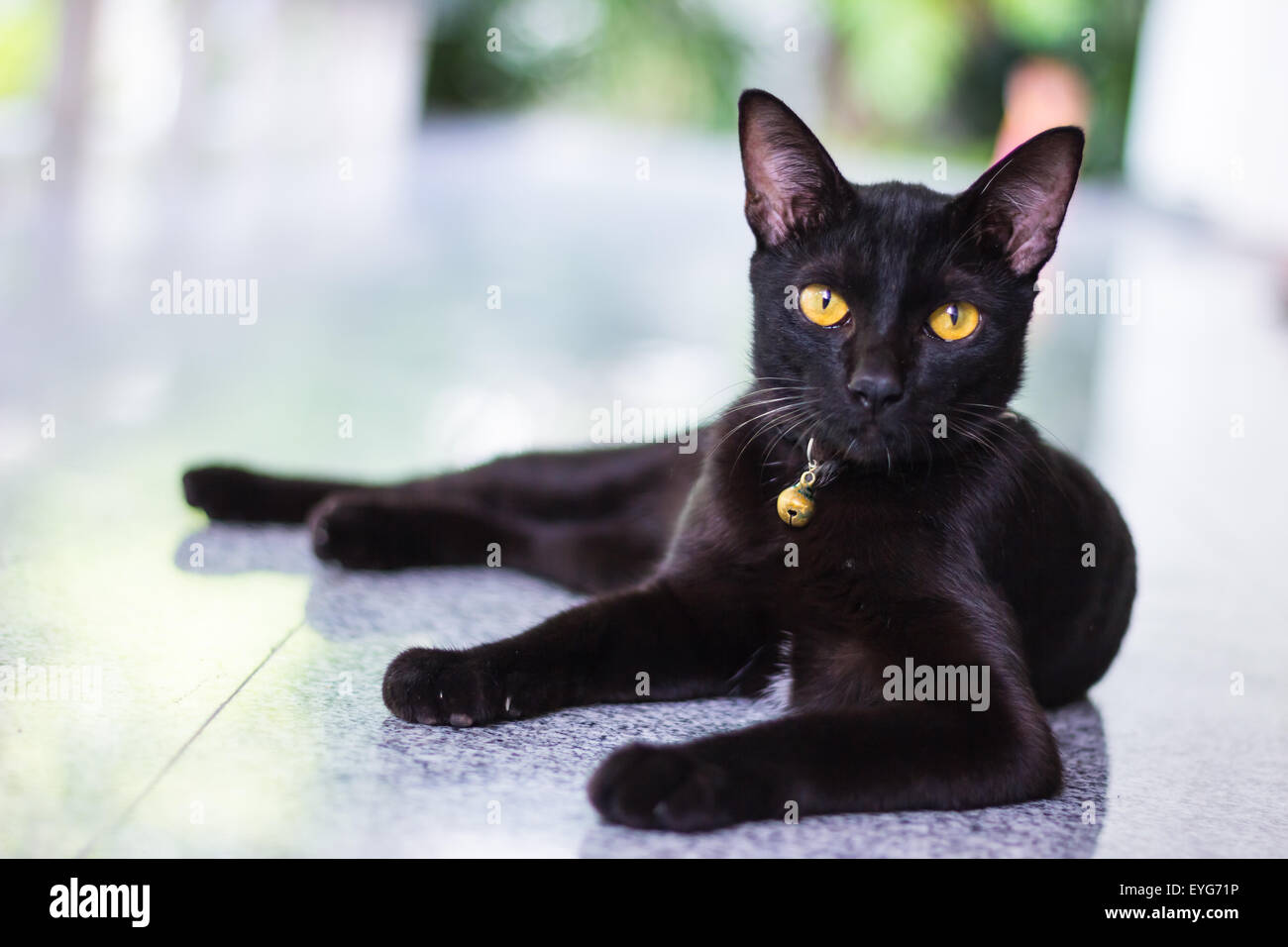Chat mâle noir montrent de l'intérêt à l'appareil photo Banque D'Images