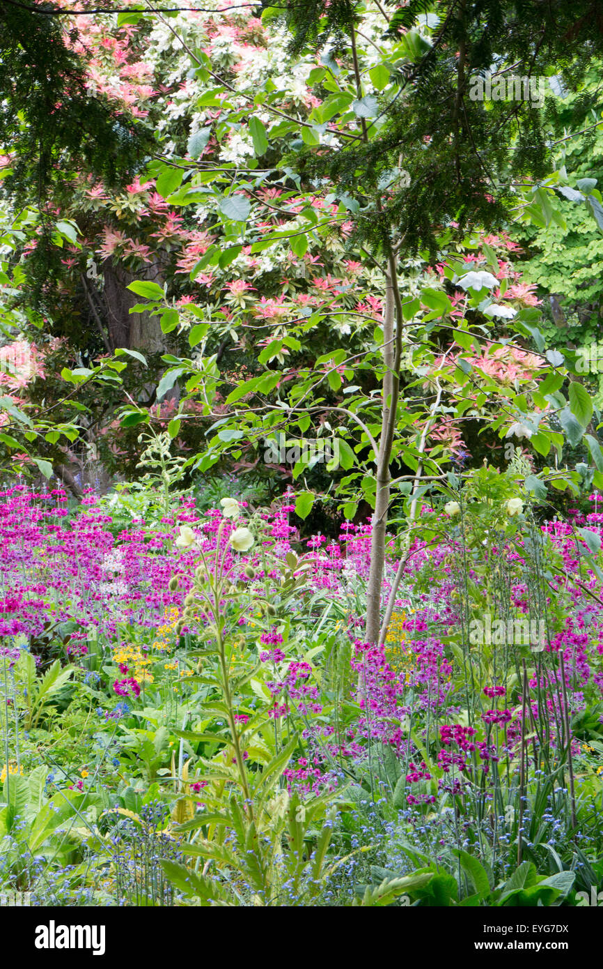 Jardin anglais border with purple primulas coquelicots blancs bluebells forget me nots et de hêtres et sapins d'If Banque D'Images