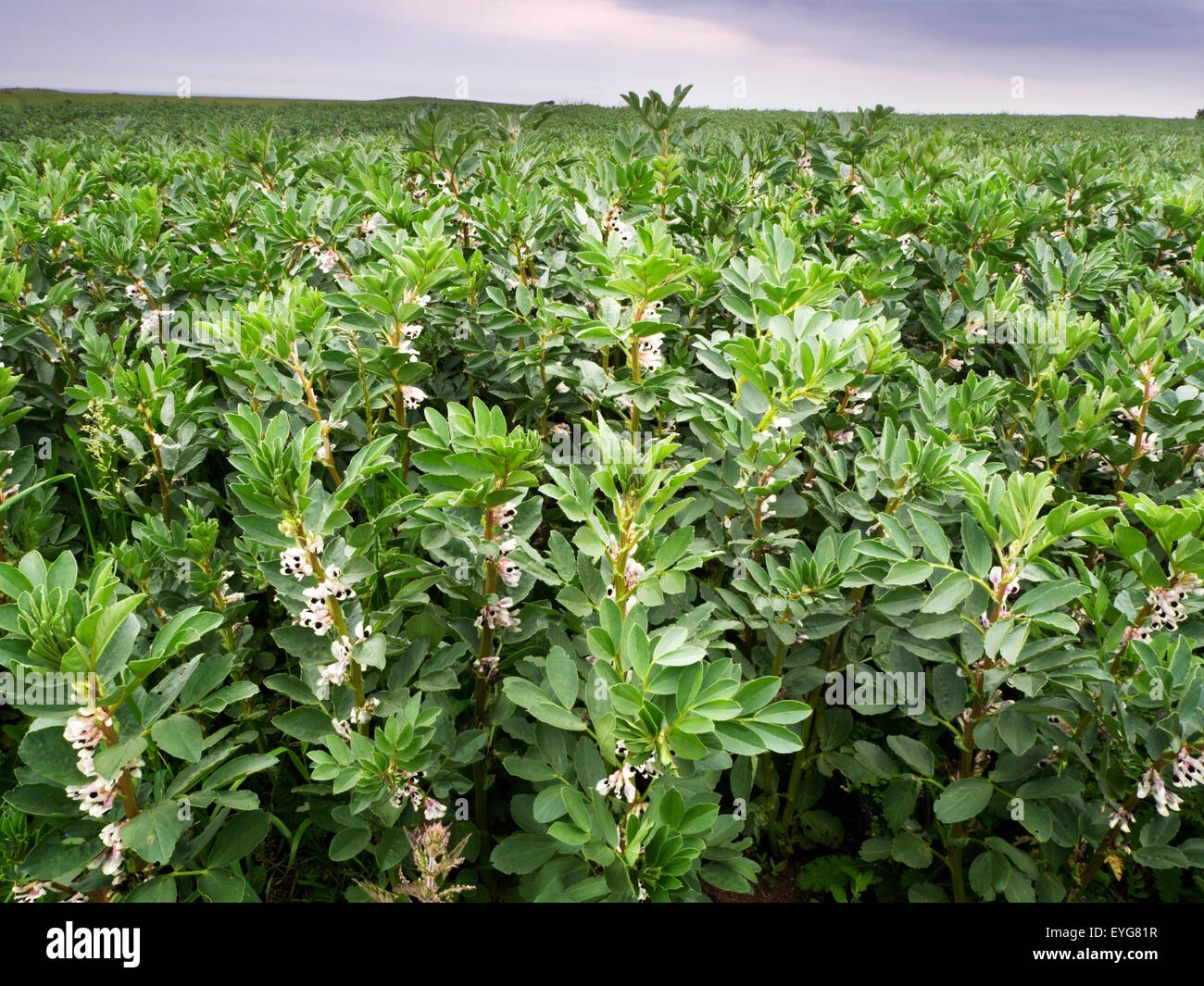 Récolte de fèves en fleurs poussant dans un champ près de Hauxley Amble par la mer Angleterre Northumberland Banque D'Images