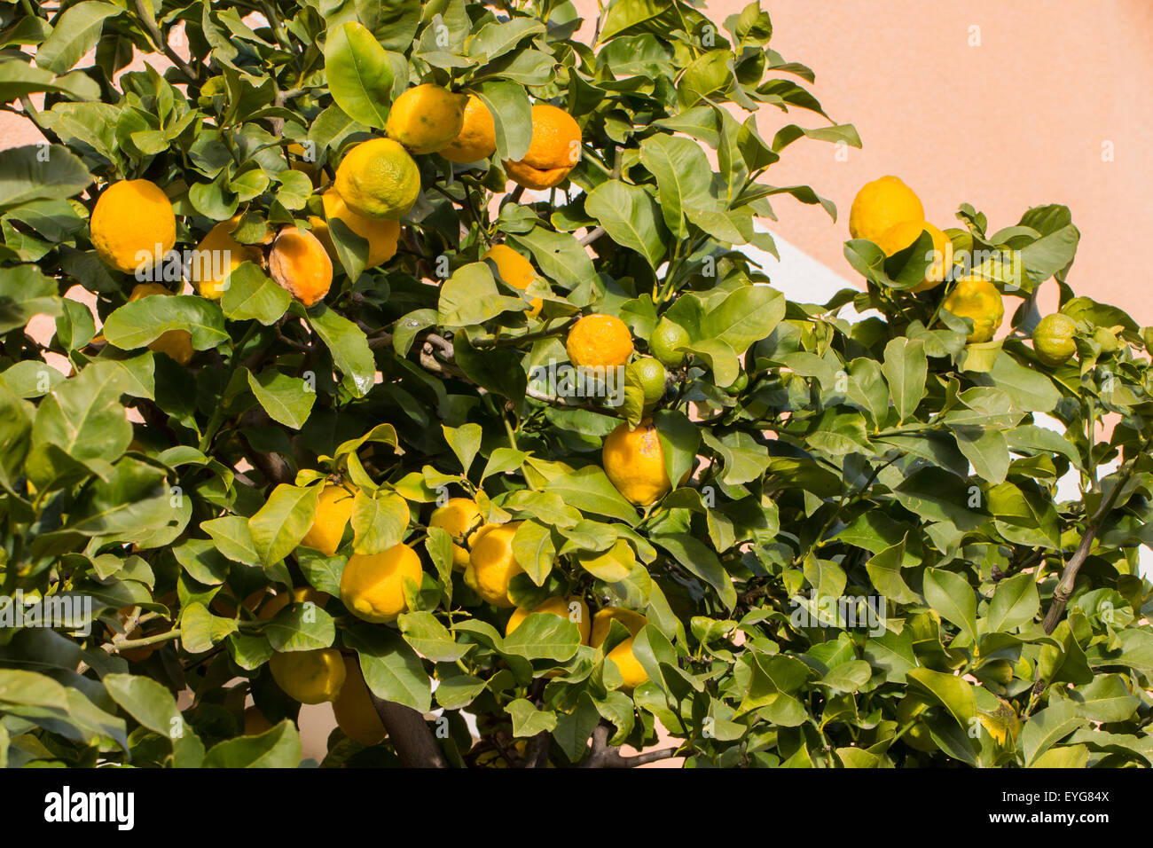 Lemon Tree plein de fruits dans une journée ensoleillée Banque D'Images