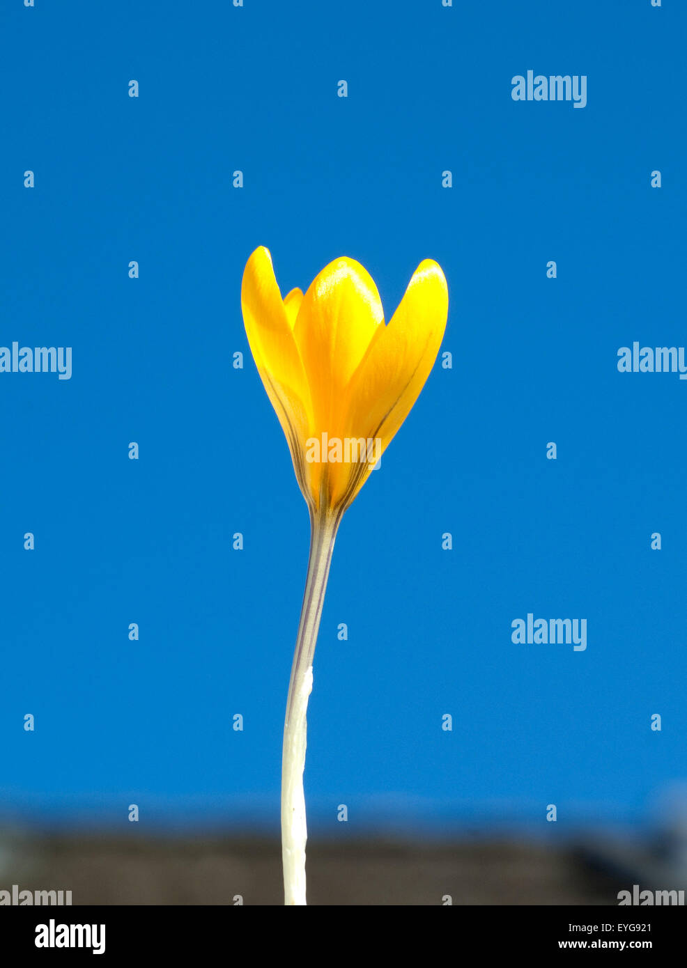 Goldbrokat-Krokus ; Crocus angustifolius kaukasus ; ; ; Banque D'Images