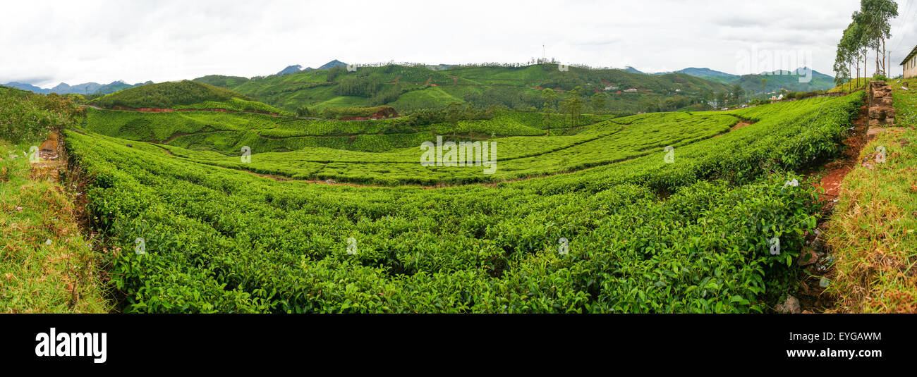 Les plantations de thé en Inde munnar panorama Banque D'Images