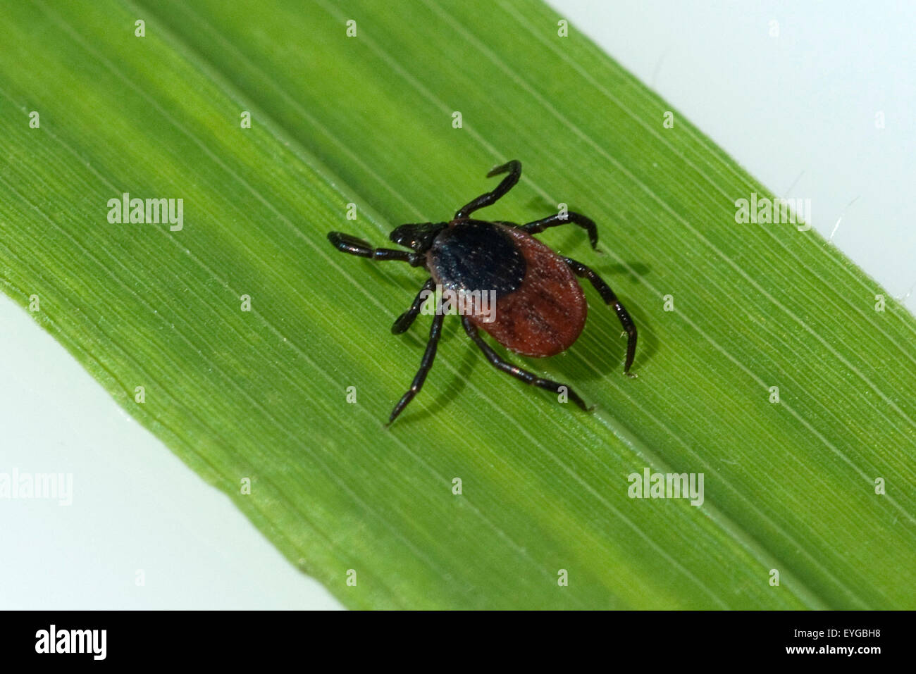 Zecke ; Holzbock ; l'Ixodes ricinus ; ; Banque D'Images