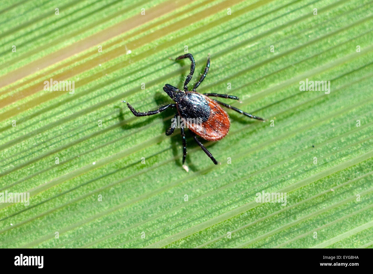 Zecke ; Holzbock ; l'Ixodes ricinus ; ; Banque D'Images