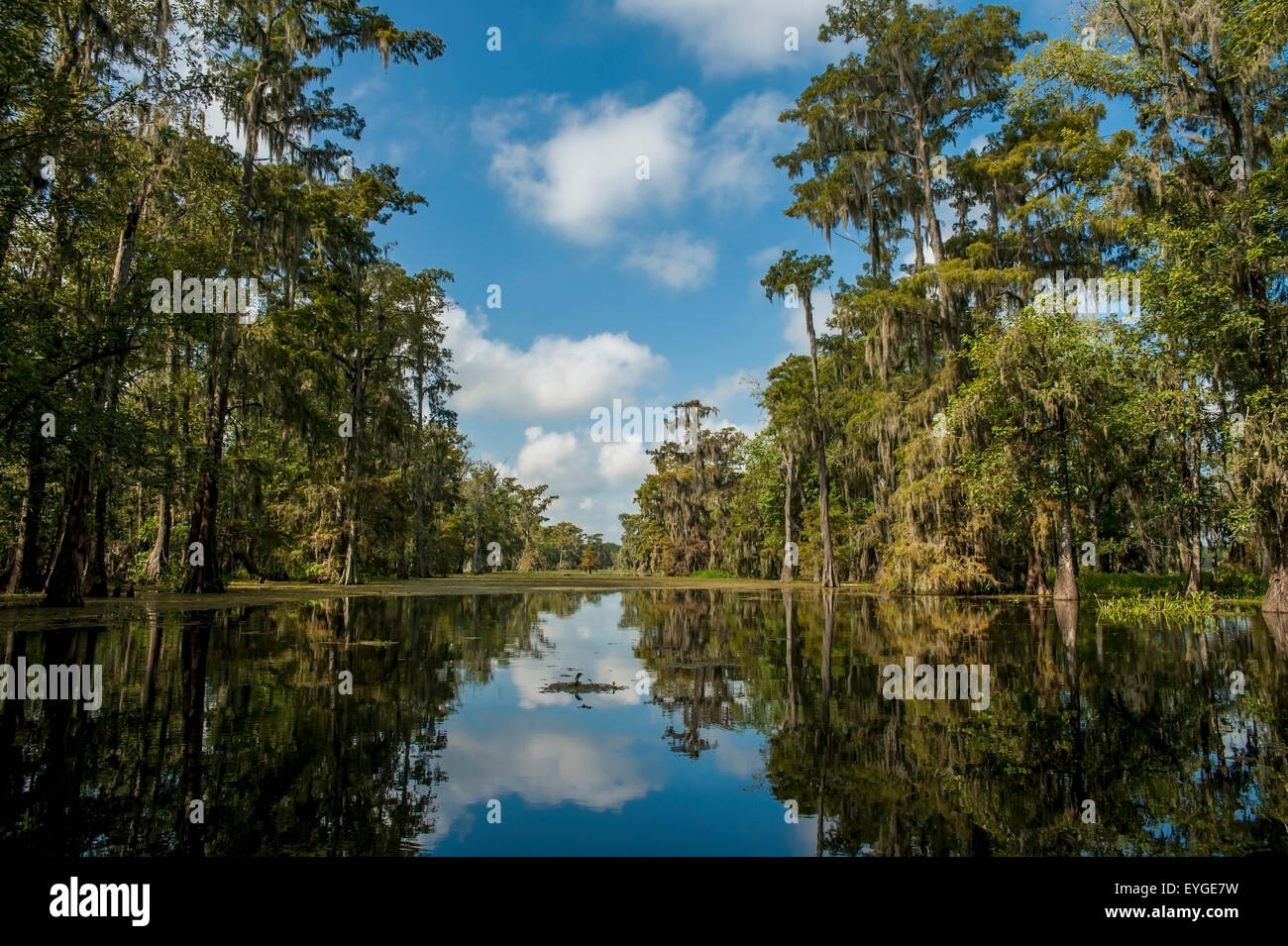 USA, Louisiane, paysage de marais ; Breaux Bridge Banque D'Images