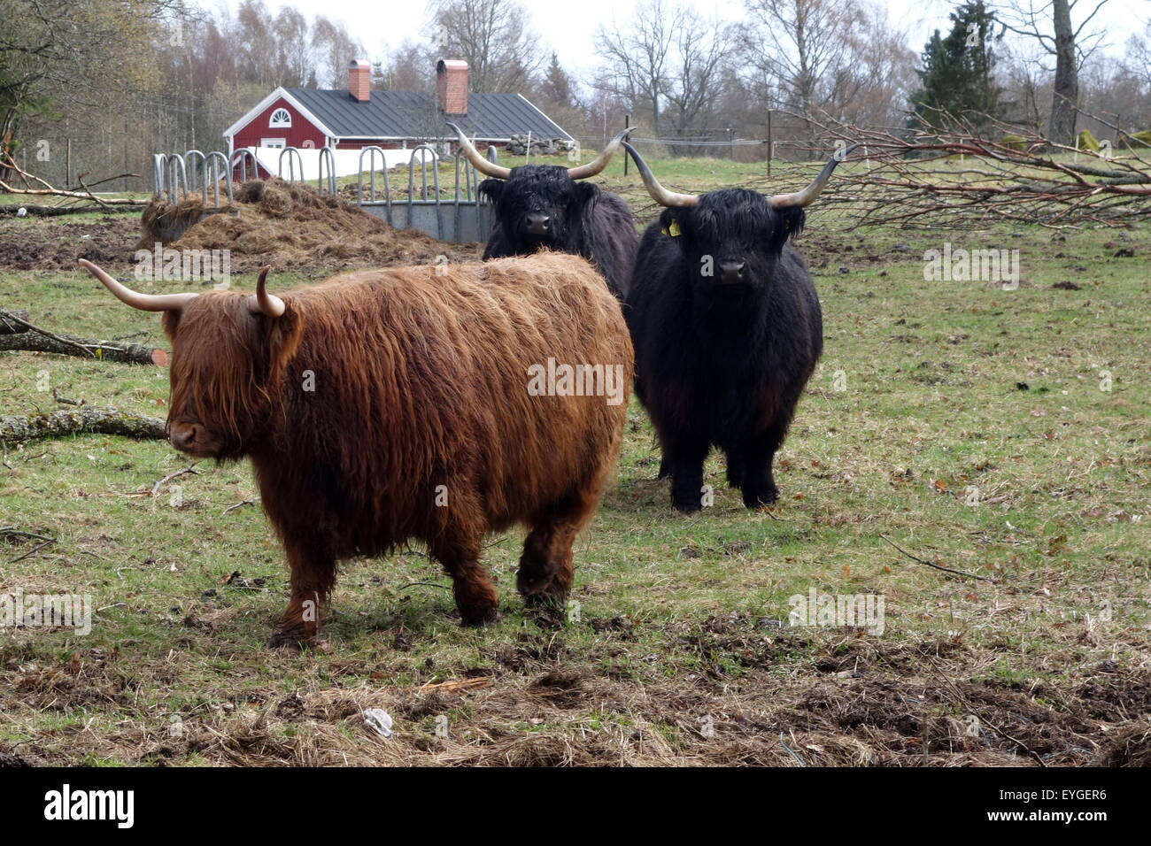 Lessebo, Suède, Scottish Highland cattle Banque D'Images