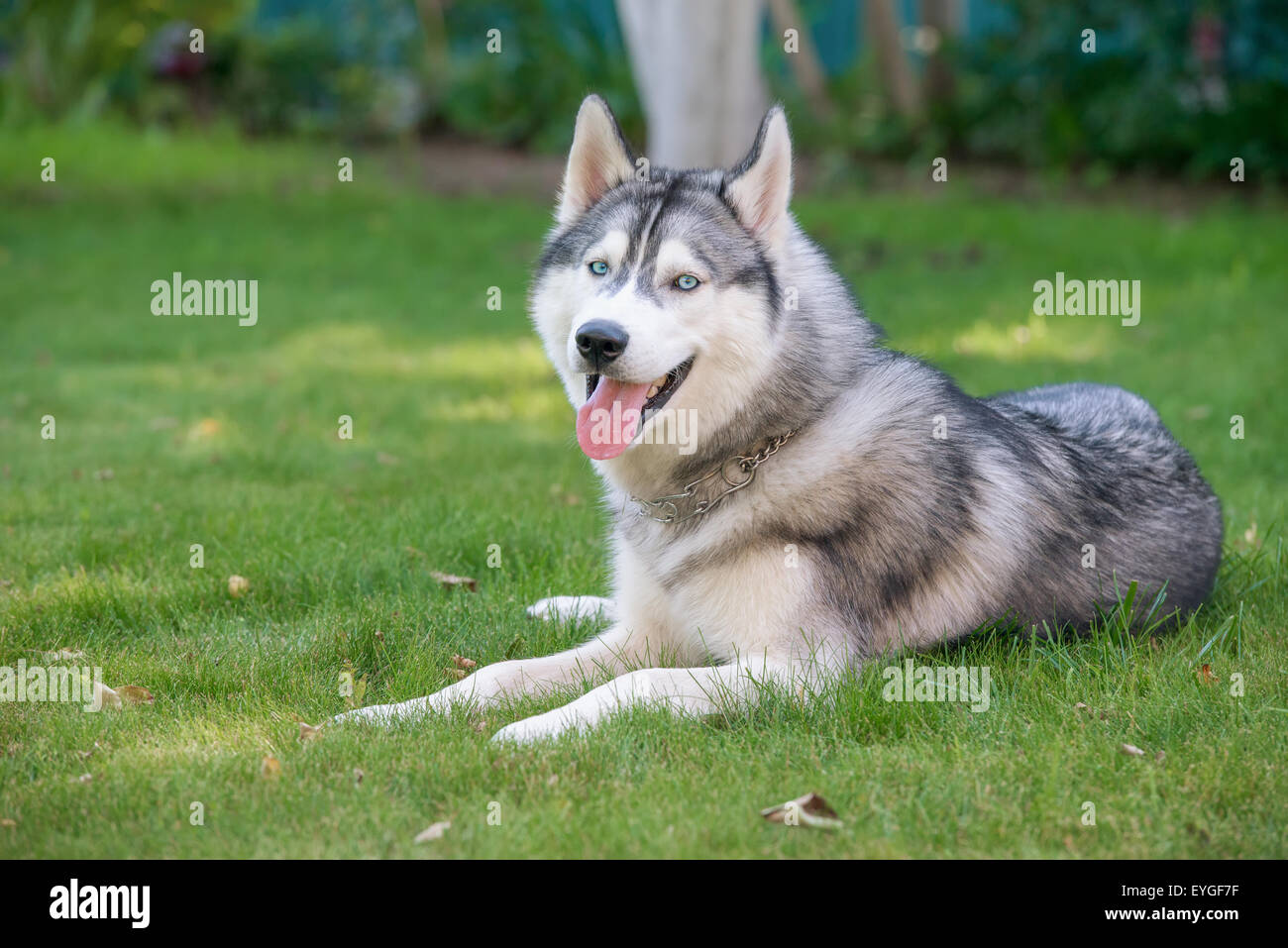 Husky de Sibérie. Le Husky Sibérien repose sur l'herbe. Banque D'Images