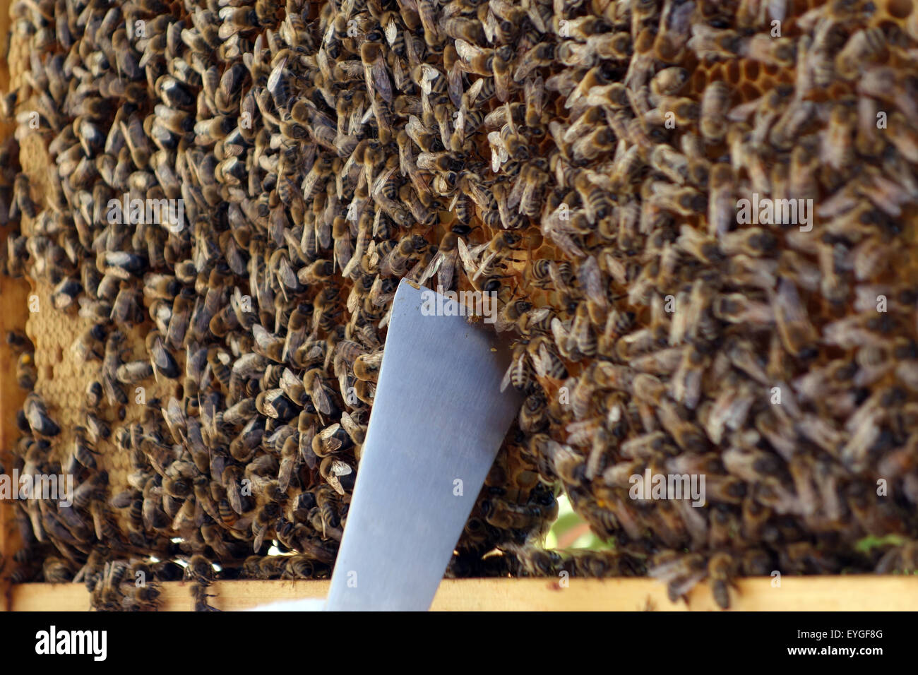 Bee Keeping Tools Photos Bee Keeping Tools Images Alamy - 