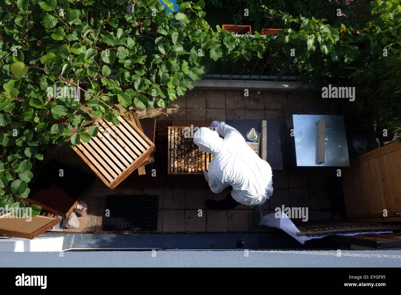 Berlin, Allemagne, apiculteur, contrôle son Bienenvoelker sur son balcon Banque D'Images