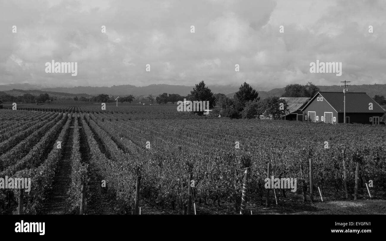 Une grange solitaire Wine Country, en Californie - B&W Banque D'Images