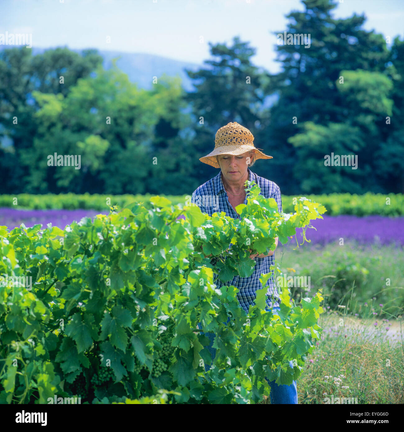 Les viticulteurs de l'inspection, le mûrissement des raisins Côtes-du-Rhône vignoble, Vaucluse, Provence, France, Europe Banque D'Images