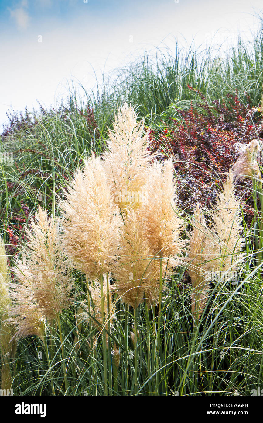 Close up green haie avec groupe d'accouplement étang Banque D'Images