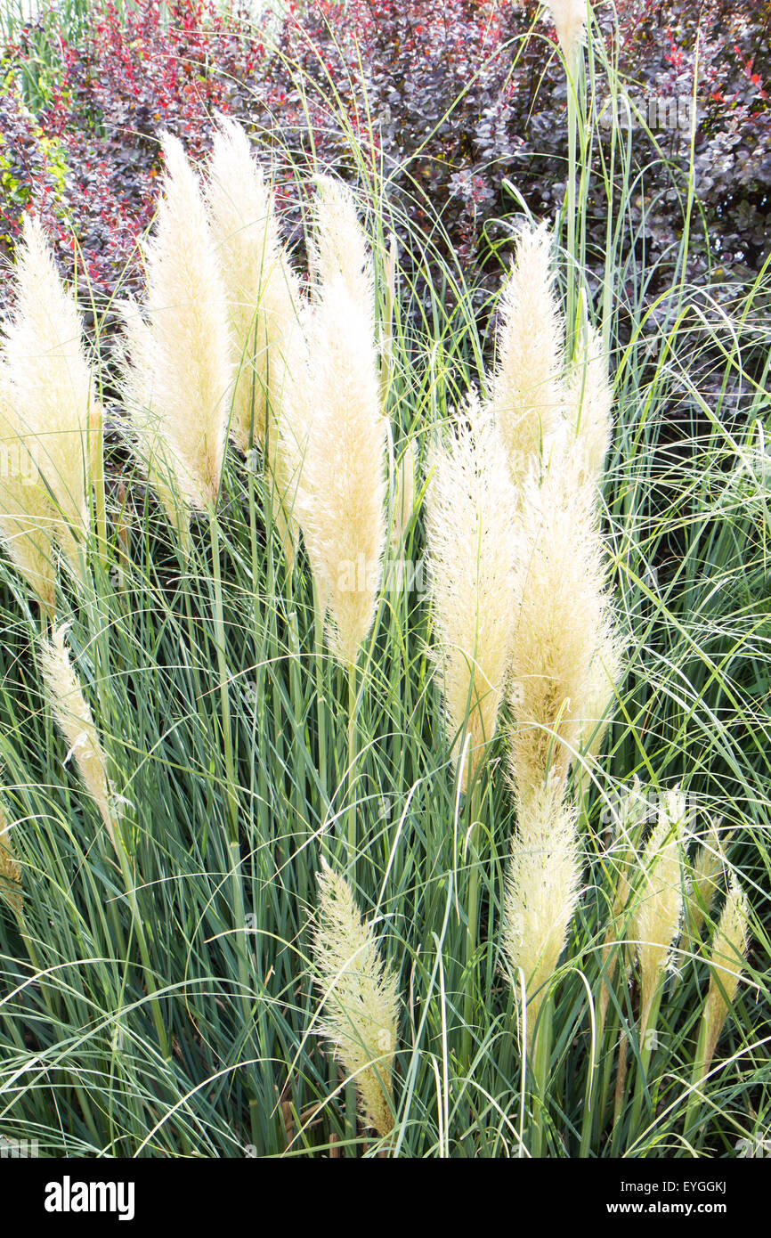 Close up green haie avec groupe d'accouplement étang Banque D'Images