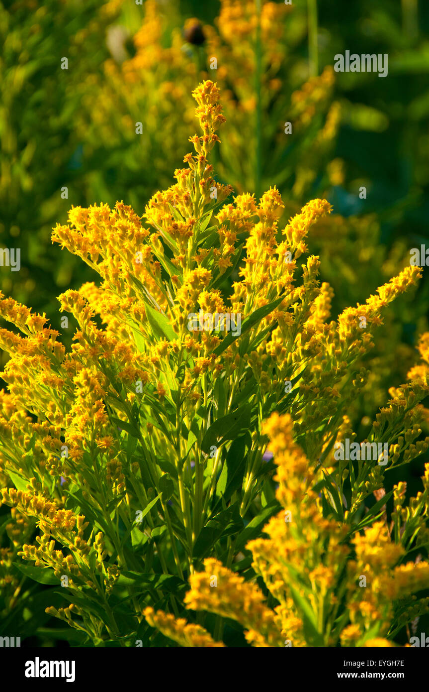 Houghton Twin Lakes brûler le long de Imnaha River Trail, Hells Canyon National Recreation Area, New York Banque D'Images