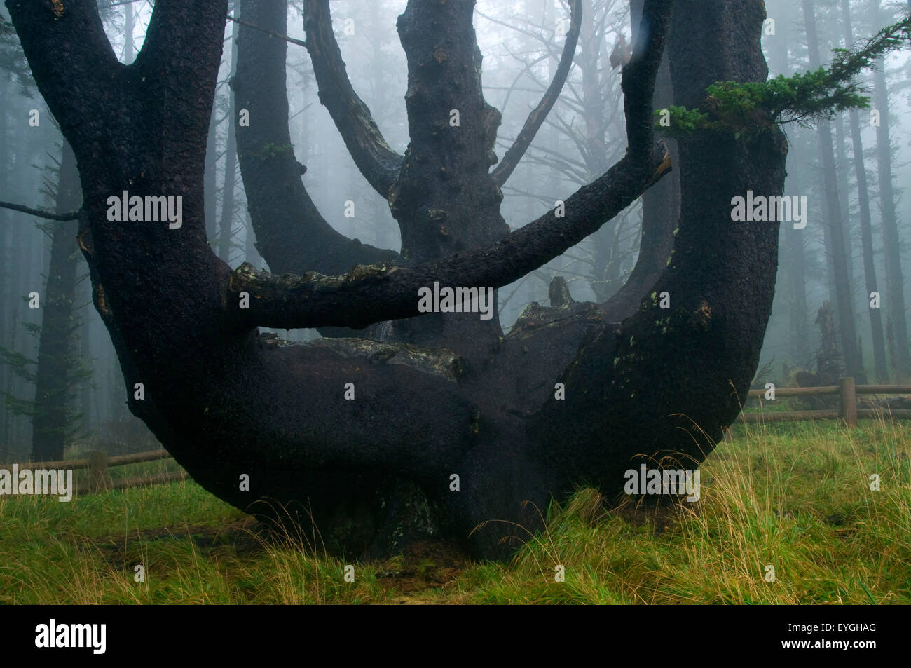 Arbre pieuvre, Cape Meares State Park, New York Banque D'Images