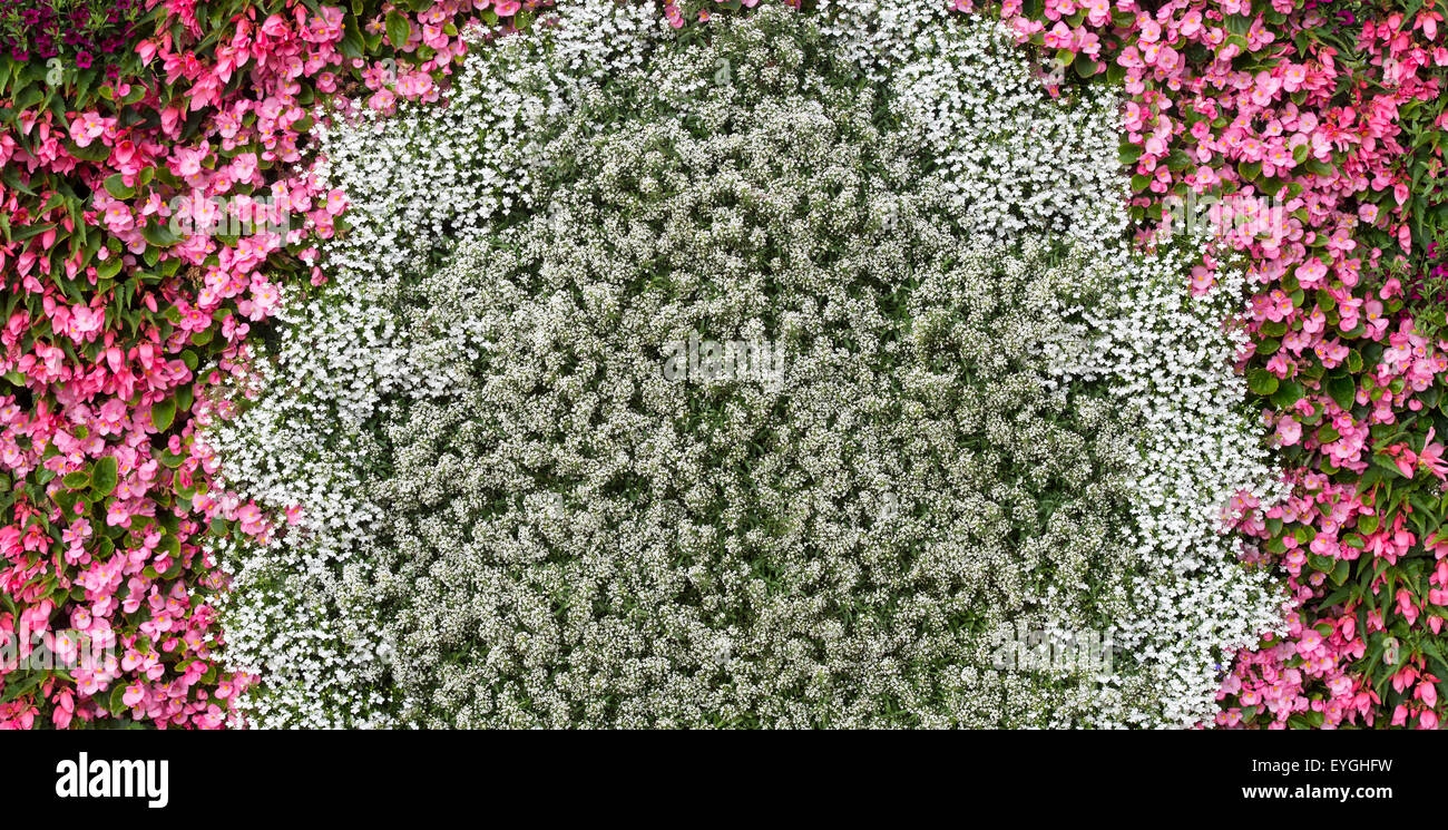 Lobularia et Begonia fleurs sur un mur vertical à Ball Colegrave jardins ouverts jour 2015. Adderbury, Oxfordshire, Angleterre Banque D'Images