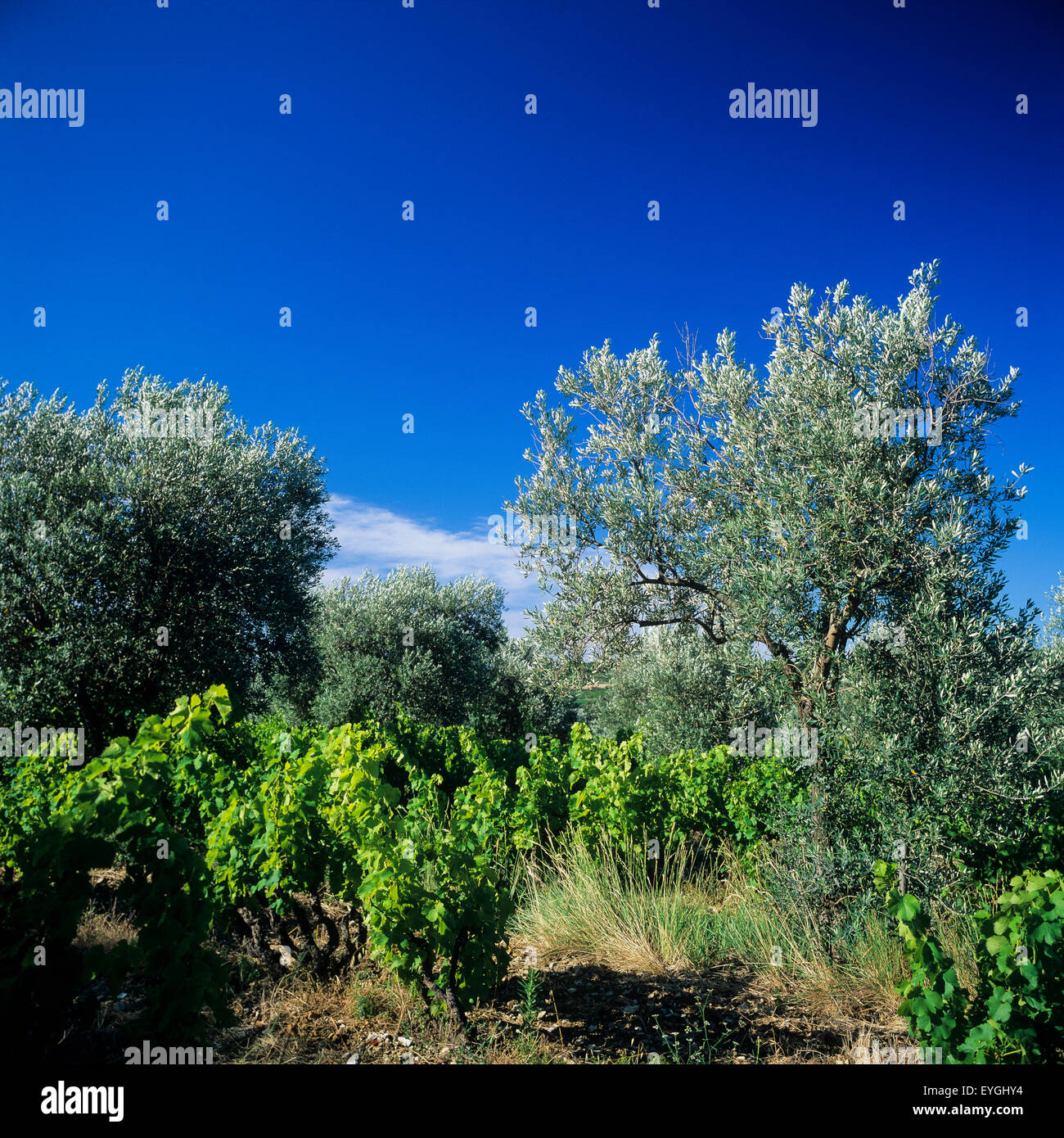 Côtes-du-Rhône vignoble et oliviers grove, Nyons, Drôme, Provence, France, Europe Banque D'Images
