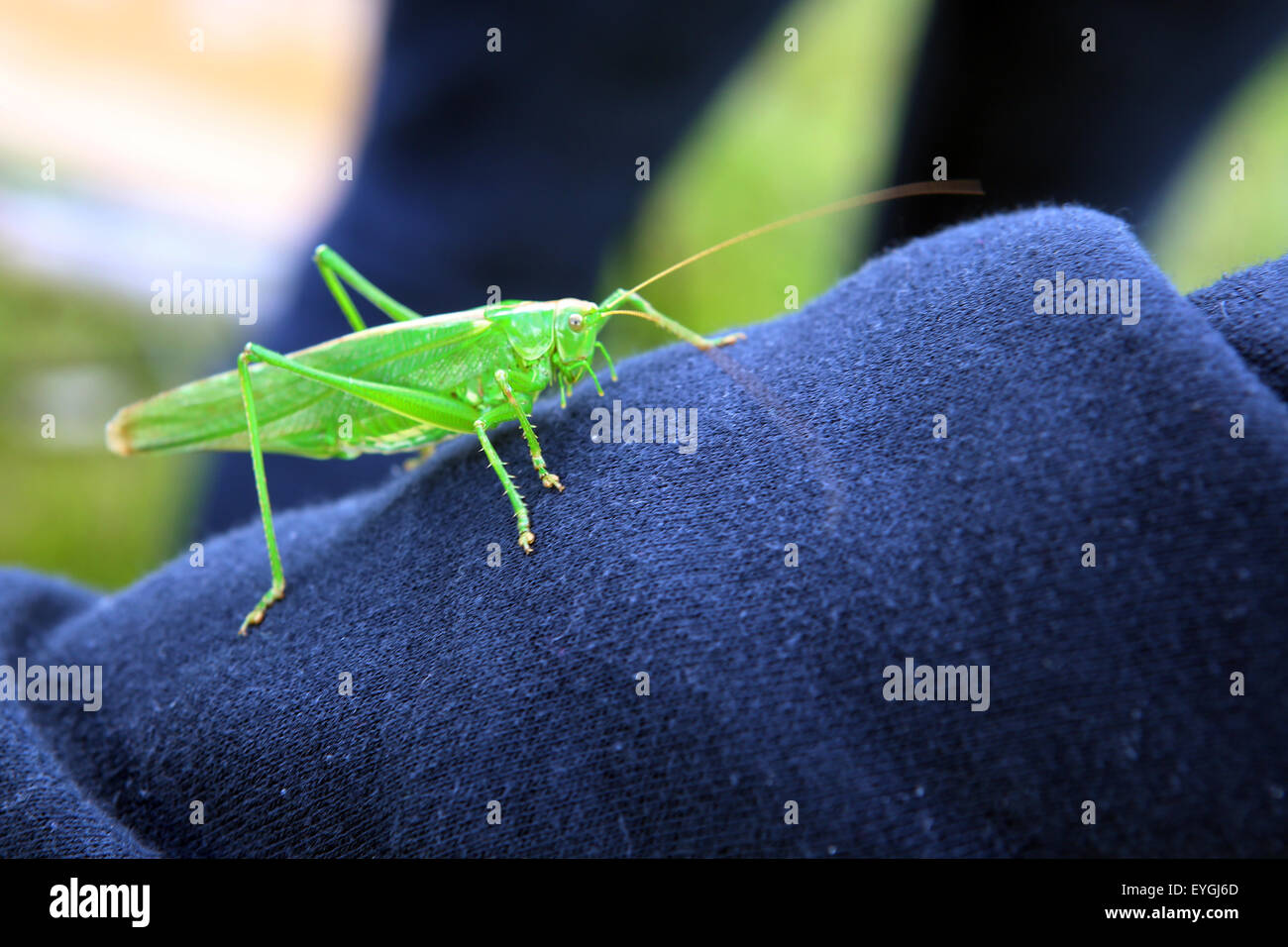 Briescht, Allemagne, sauterelle Banque D'Images