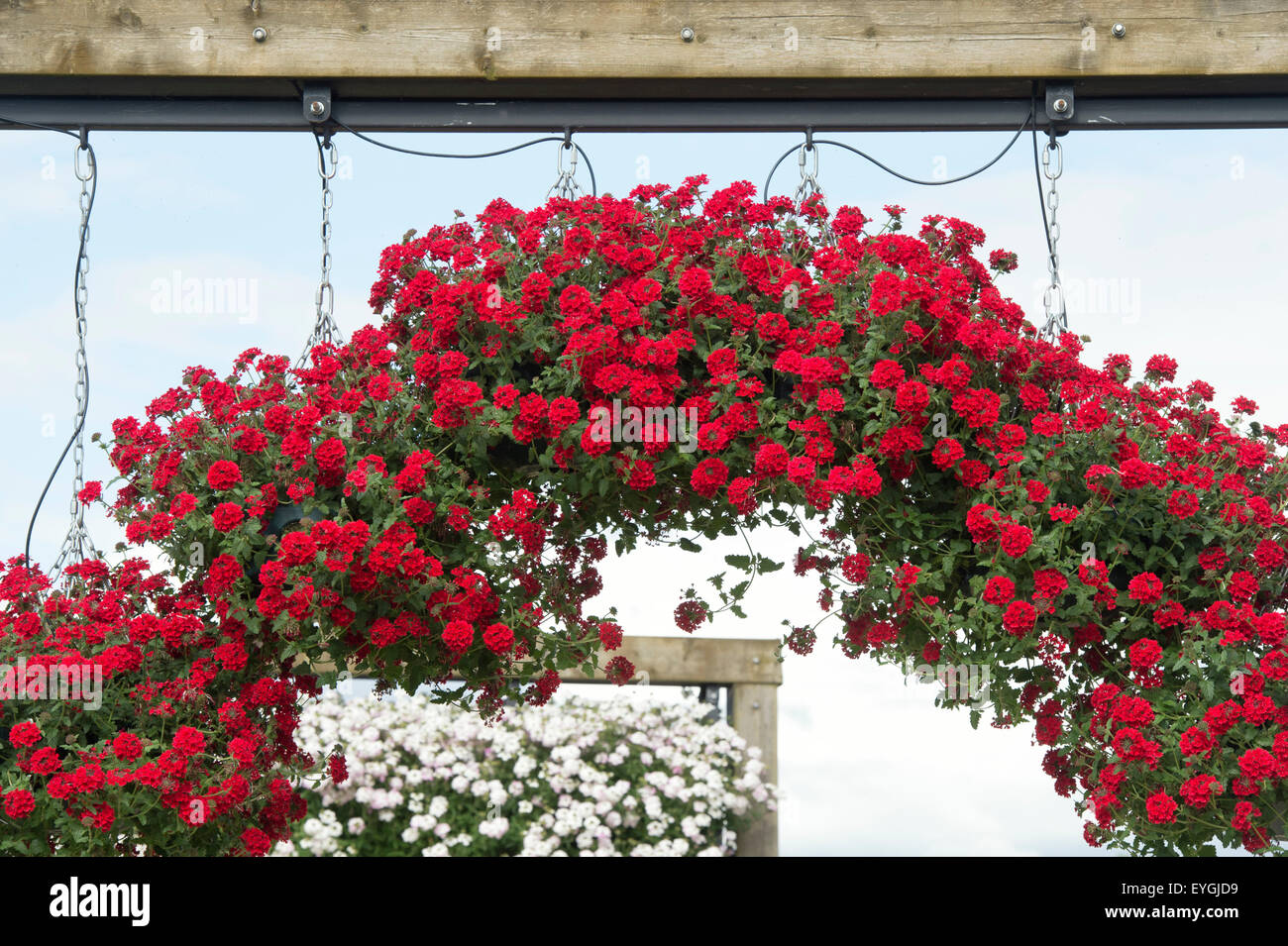Endurascape verveine rouge de lave dans un paniers suspendus à Ball Colegrave jardins ouverts la journée. Adderbury, Banbury, Oxfordshire, Angleterre Banque D'Images