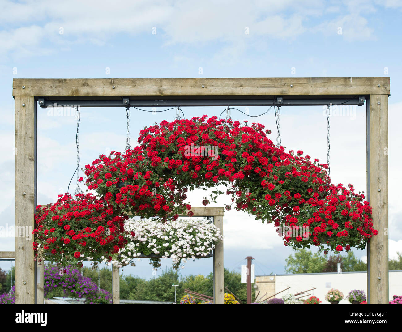 Endurascape verveine rouge de lave dans un paniers suspendus à Ball Colegrave jardins ouverts la journée. Adderbury, Banbury, Oxfordshire, Angleterre Banque D'Images