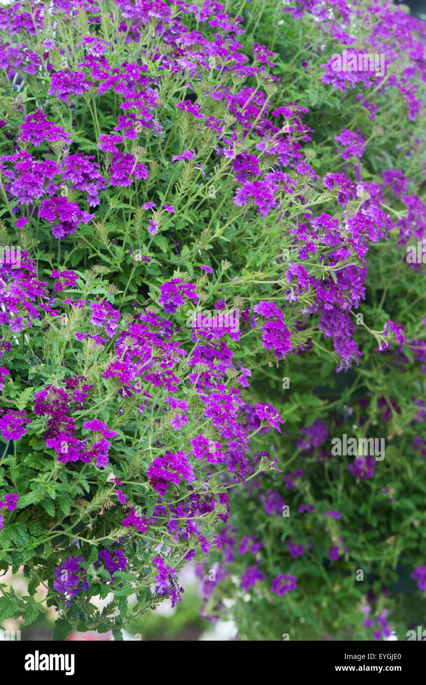 Verbena hybrida. Endurascape verveine violette en une suspension. Verveine  rampante Hardy Photo Stock - Alamy