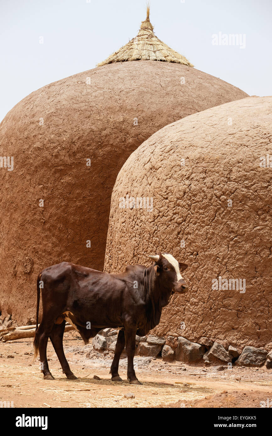 Le Niger, l'Ox debout devant deux greniers adobe bombé ; Région Tahoa Banque D'Images