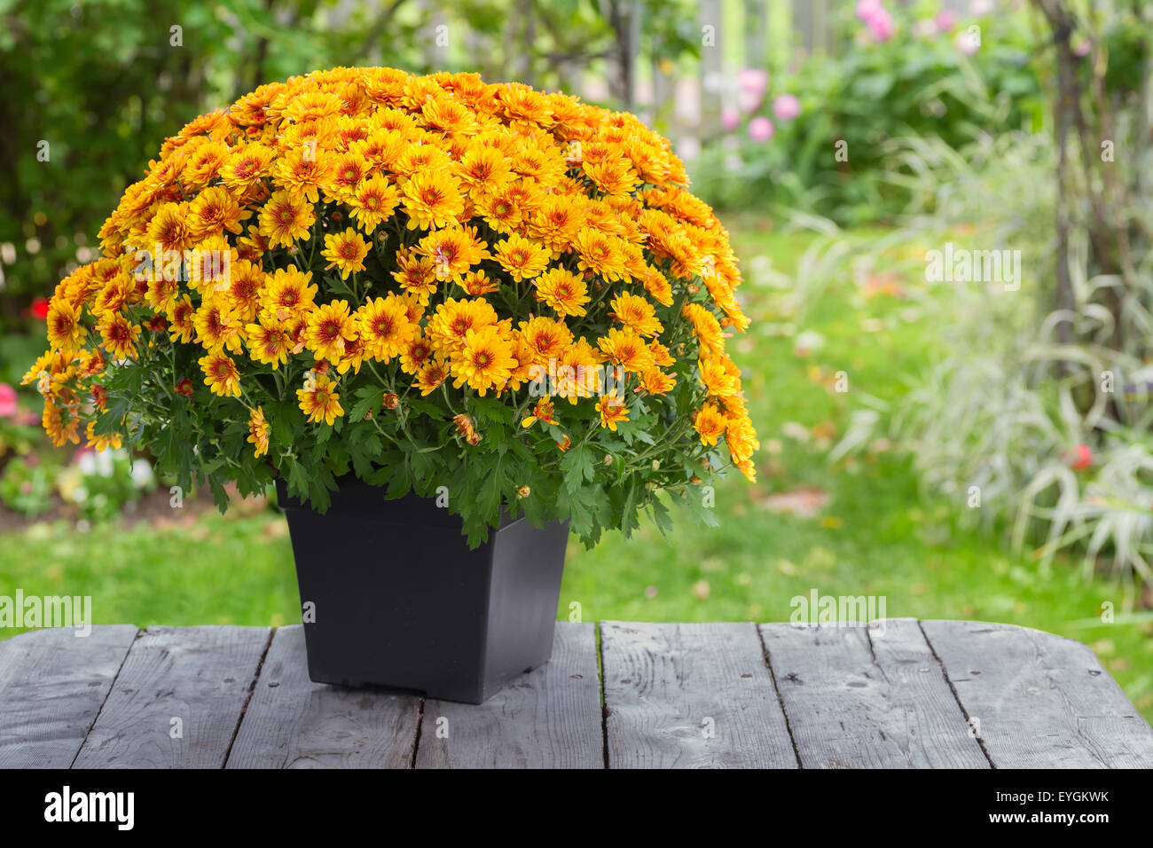Un automne chrysanthème en pot dans une arrière cour jardin. Banque D'Images